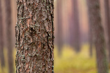 The trunk of a healthy pine in the forest. Conifer bark.