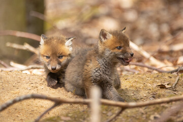 Junge Fuchswelpen am  Bau