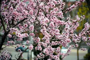 cherry blossoms in the city garden. on the branches of the tree there are beautiful small flowers with delicate white-pink petals
