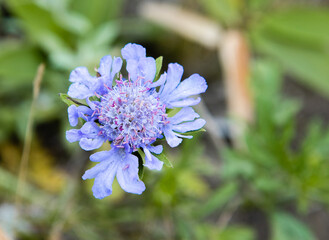 高山植物　マツムシソウ