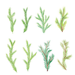 Watercolor fir branches. Christmas tree branches. Hand drawn watercolor fir branches isolated on white background
