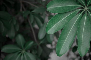 Schefflera leaves

