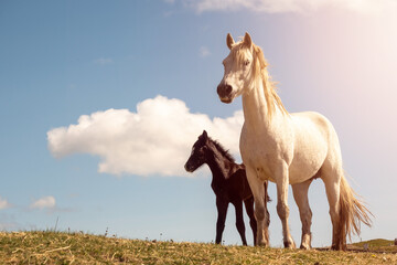 Cute mother white horse with dark clumsy foal in a field against blue cloudy sky background.
