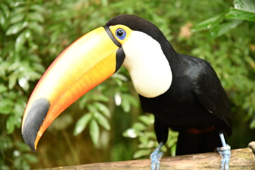 Fototapeta premium Ramphastos toco TUCAN GRANDE