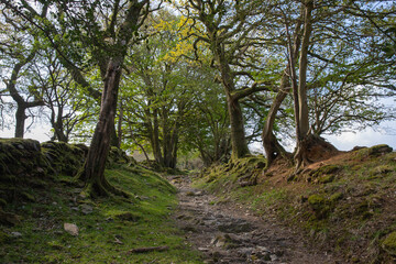 Ty Canol ancient woodland in Pembrokeshire, West Wales