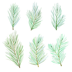 Watercolor pine tree branches set. Forest pine Christmas tree needles branches