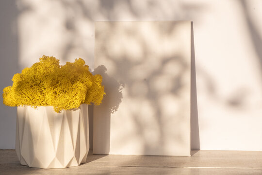 Mock up of an empty white canvas in sunlight. Yellow moss in a concrete planter. Shadow plant pattern on a white wall. home design.. Minimalism and copy space