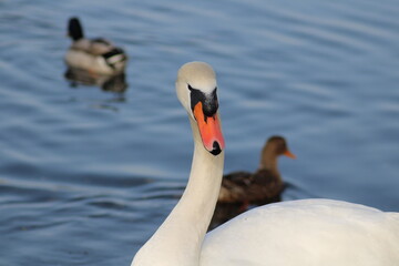 swan and cygnets