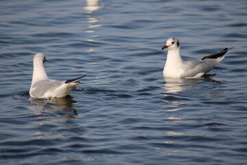 seagulls in flight