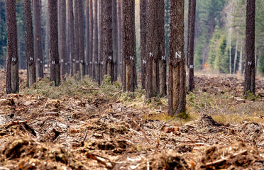 Trees marked as seed stands. Deforestation, with the exception of trees yielding resin. Spring season. 