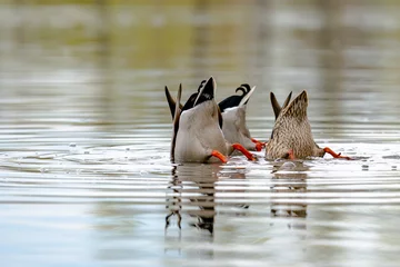 Rolgordijnen Spatula clypeata duck hunting for food underwater © Quality by Simon