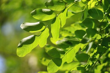 Obraz premium Foglie di robinia