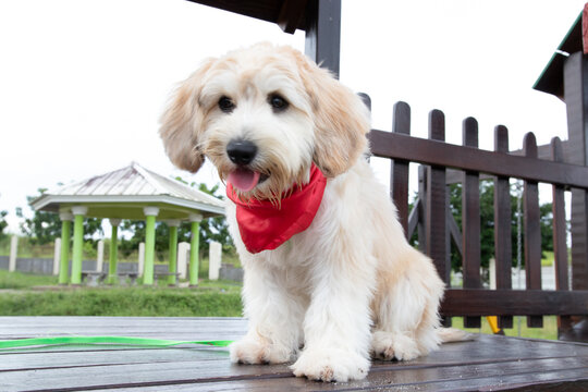 perro, cachorro, mascota, perro cobrador, animal,blanco, canino, labrador, aislada, engendrar, adorable, golden retriever, mam&iacute;fero, retrato, domestica, cachorro, mascota, purasangre, hills, pedigri