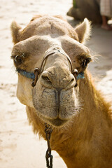 close - up photo of a camel, selective focus