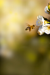 Bee on the Blooming cherry tree
