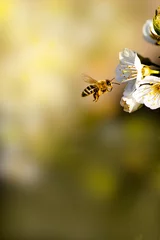 Foto op Aluminium Bee on the Blooming cherry tree © Adrian Badziura/Wirestock