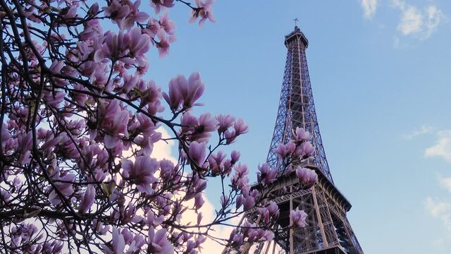 Eiffel tower with the sakura tree branches and blue sky
