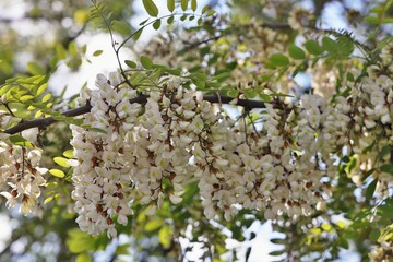 Fiori di Robinia