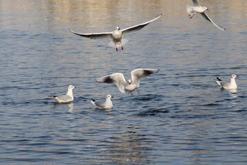 flock of seagulls