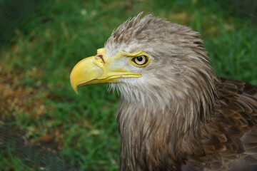 Obraz premium portrait of an eagle