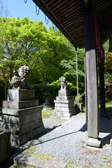 新緑の金蔵寺　本堂前の狛犬　京都市大原野