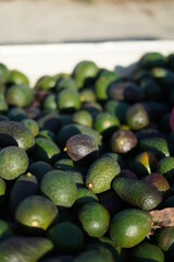 Crate of avocados after harvest, lots of avocados 