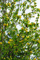 Yellow magnolia flower on a tree in Spring