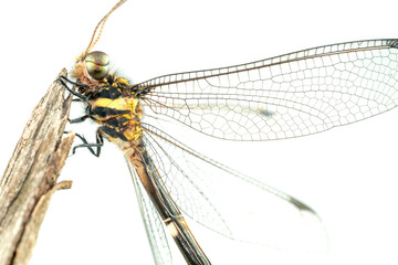 dragonfly,dragonfly on the dead branch of tree in high definition on white background, macro