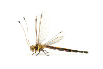 dragonfly,dragonfly wing in high definition on white background, macro