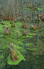 407-86 Cypress Swamp, Herron Pond - Little Black Slough