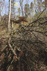 Mountain hiking trail. Forest trail. Scenic panoramic view of the Canyon in National Park, in the State of Illinois, USA. 