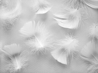 White fluffy bird feathers. Beautiful fog. A message to the angel. The texture of delicate feathers. soft focus