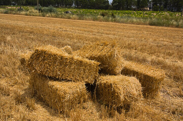 Some bales of straw in a mown barley field