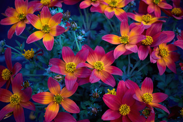 Bidens ferulifolia plant with beautiful flowers (Goldmarie). Daisy family