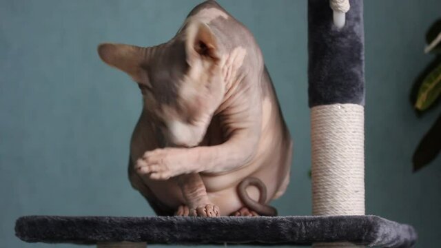 A beautiful gray bald Canadian Sphynx cat sits on a scratching post and washes muzzle with a paw and a tongue. Unusual hypoallergenic pets in the home environment. Funny fat grey and white sphinx cat.