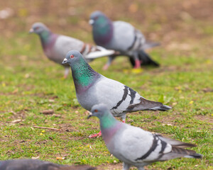 Stand out!  Be special, be unique....    Feral pigeon (Columba livia domestica) on a lawn spring time in the Toronto Beaches 