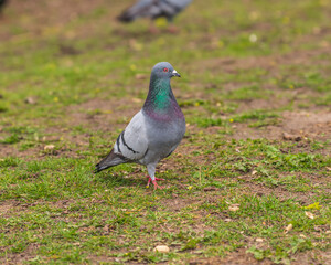 Obraz premium Feral pigeon (Columba livia domestica) on a lawn spring time in the Toronto Beaches 