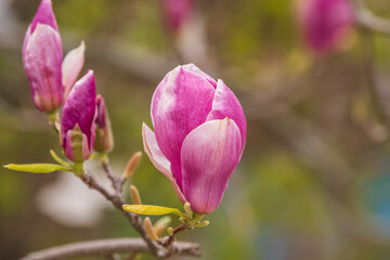 Pink magnolia flower, partially open, in Toronto's Beaches neigbourhood.