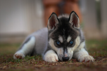 perro, husky, animal, mascota, cachorro, siberiano, canino, blanco, retrato, negro, pelaje, césped, husky siberiano, alaskeño, malamute de alaska, canis lupus, adorable, purasangre, mascota © Julio