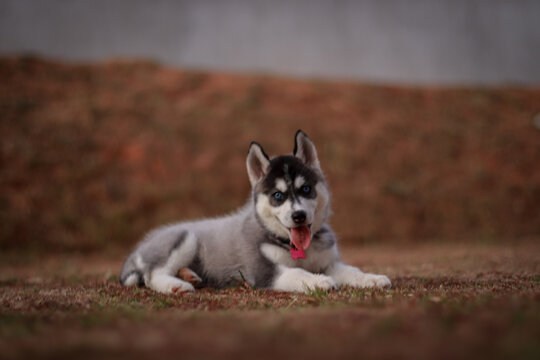Husky Siberiano Images – Browse 1,304 Stock Photos, Vectors, and Video |  Adobe Stock