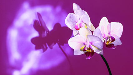 Orchid with its own reflection from a beam of light. Play of shadows in the background. Close-up of a flower on a purple background.