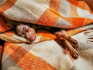 A small dog lying wrapped in a blanket and looking at the edge of his eye. Little grey Russian toy terrier