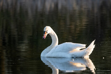 Swan in the pond in the morning light
