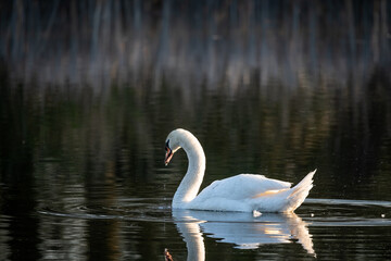 Swan in the pond in the morning light