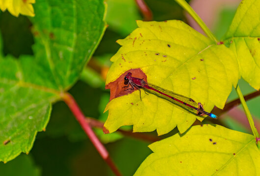 Lib&eacute;lula posada sobre una hoja de parra. Canelones, Uruguay