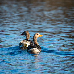 wild geese with their young chicks in the morning sun