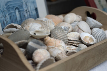 Seashells in a box