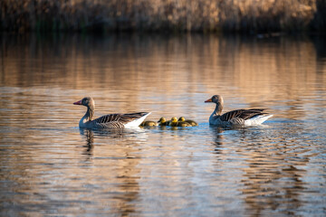 wild geese with their young chicks in the morning sun