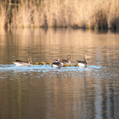 wild geese with their young chicks in the morning sun
