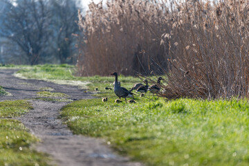 wild geese with their young chicks in the morning sun